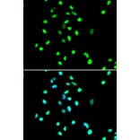 Immunofluorescence - JUN Antibody from Signalway Antibody (32039) - Antibodies.com