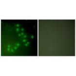 Immunofluorescence - p63 Antibody from Signalway Antibody (33462) - Antibodies.com