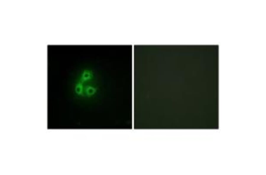 Immunofluorescence - CSK Antibody from Signalway Antibody (33766) - Antibodies.com