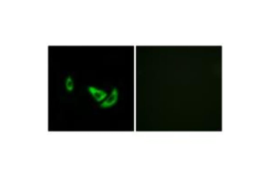 Immunofluorescence - DCT Antibody from Signalway Antibody (34754) - Antibodies.com