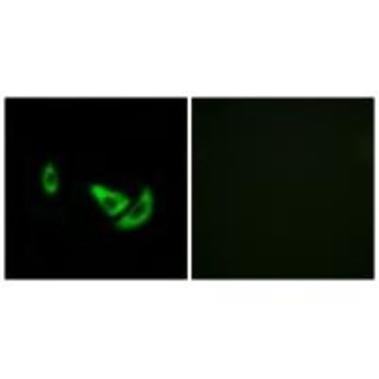 Immunofluorescence - DCT Antibody from Signalway Antibody (34754) - Antibodies.com