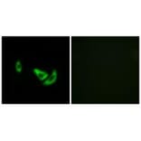 Immunofluorescence - DCT Antibody from Signalway Antibody (34754) - Antibodies.com