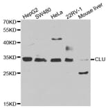 Western blot - CLU antibody from Signalway Antibody (38241) - Antibodies.com