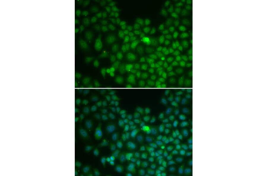 Immunofluorescence - CLU antibody from Signalway Antibody (38241) - Antibodies.com