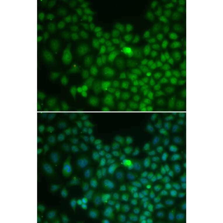 Immunofluorescence - CLU antibody from Signalway Antibody (38241) - Antibodies.com