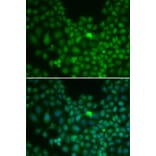 Immunofluorescence - CLU antibody from Signalway Antibody (38241) - Antibodies.com