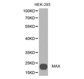 Western blot - MAX antibody from Signalway Antibody (38388) - Antibodies.com
