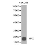 Western blot - MAX antibody from Signalway Antibody (38388) - Antibodies.com