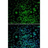 Immunofluorescence - MAX antibody from Signalway Antibody (38388) - Antibodies.com