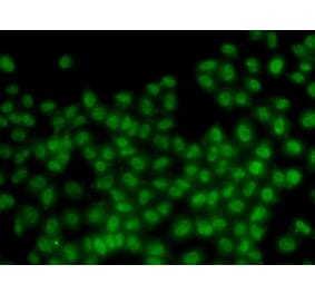 Immunofluorescence - ID3 antibody from Signalway Antibody (38647) - Antibodies.com