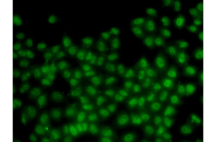 Immunofluorescence - ID3 antibody from Signalway Antibody (38647) - Antibodies.com
