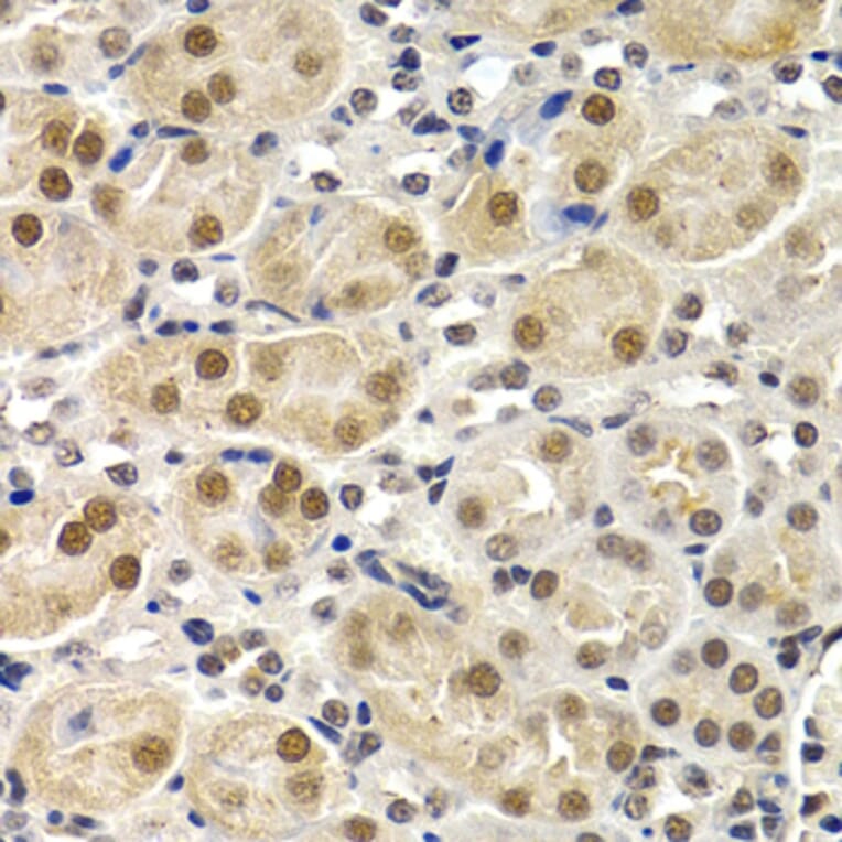 Immunohistochemistry - ID3 antibody from Signalway Antibody (38647) - Antibodies.com