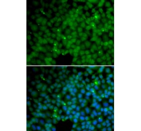 Immunofluorescence - GGH antibody from Signalway Antibody (38660) - Antibodies.com