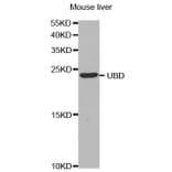 Western blot - UBD antibody from Signalway Antibody (38663) - Antibodies.com