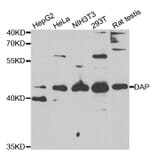 Western blot - DAP antibody from Signalway Antibody (38736) - Antibodies.com