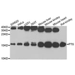 Western blot - PTS antibody from Signalway Antibody (38811) - Antibodies.com