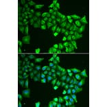 Immunofluorescence - ASL antibody from Signalway Antibody (38844) - Antibodies.com