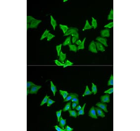 Immunofluorescence - MLN antibody from Signalway Antibody (38868) - Antibodies.com