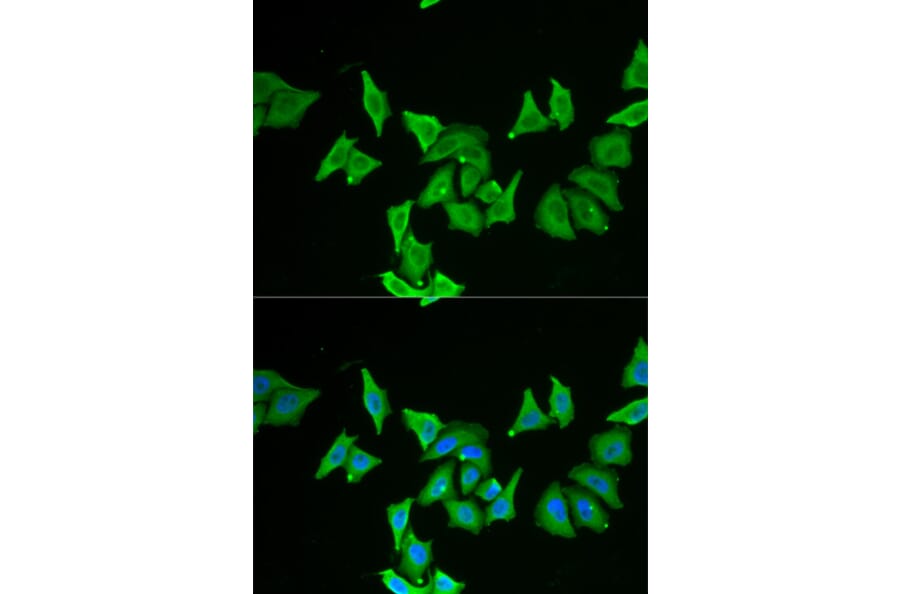 Immunofluorescence - MLN antibody from Signalway Antibody (38868) - Antibodies.com
