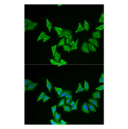 Immunofluorescence - MLN antibody from Signalway Antibody (38868) - Antibodies.com