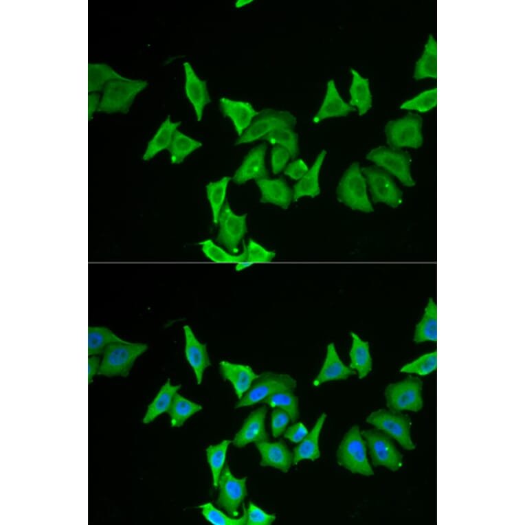 Immunofluorescence - MLN antibody from Signalway Antibody (38868) - Antibodies.com