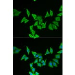 Immunofluorescence - MLN antibody from Signalway Antibody (38868) - Antibodies.com