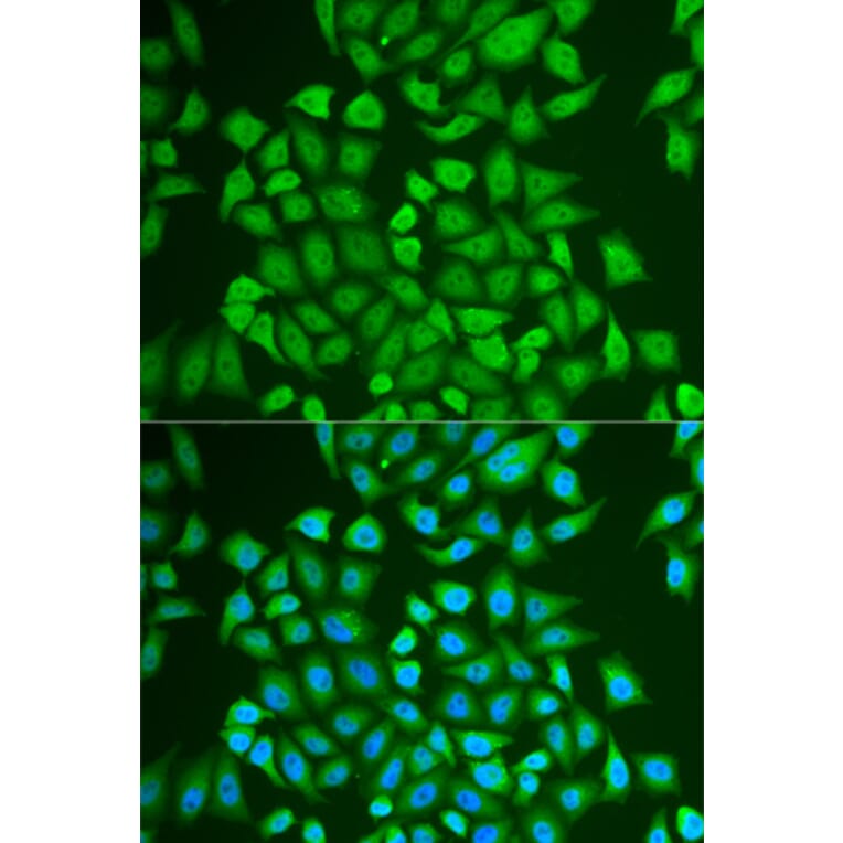 Immunofluorescence - PIP antibody from Signalway Antibody (38874) - Antibodies.com