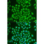 Immunofluorescence - PIP antibody from Signalway Antibody (38874) - Antibodies.com