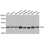 Western blot - GDA antibody from Signalway Antibody (38919) - Antibodies.com