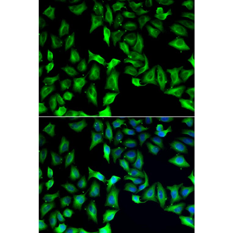 Immunofluorescence - GDA antibody from Signalway Antibody (38919) - Antibodies.com