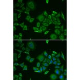 Immunofluorescence - C1D antibody from Signalway Antibody (38926) - Antibodies.com