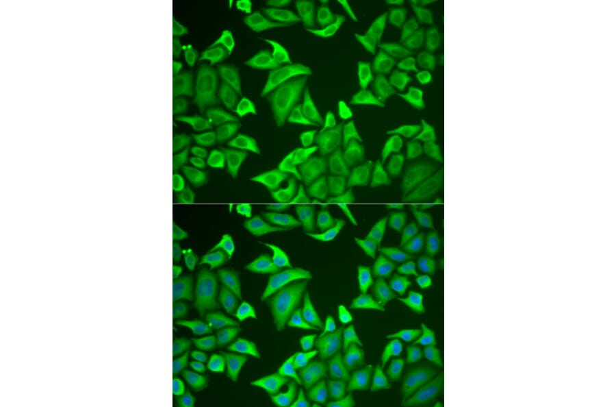 Immunofluorescence - NGB antibody from Signalway Antibody (38950) - Antibodies.com