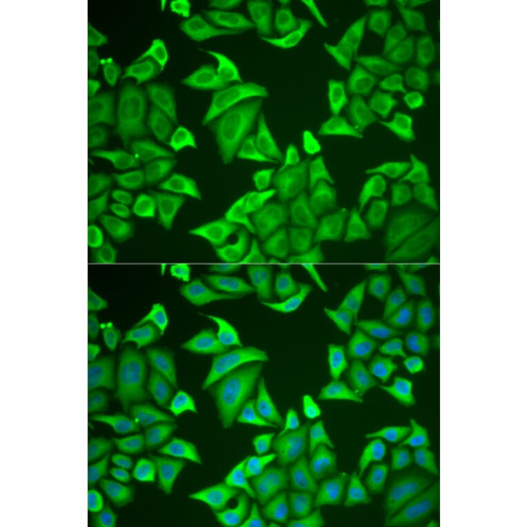 Immunofluorescence - NGB antibody from Signalway Antibody (38950) - Antibodies.com