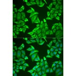 Immunofluorescence - NGB antibody from Signalway Antibody (38950) - Antibodies.com