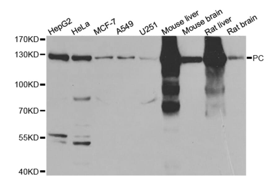 Western blot - PC antibody from Signalway Antibody (38807) - Antibodies.com