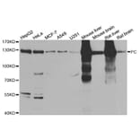 Western blot - PC antibody from Signalway Antibody (38807) - Antibodies.com