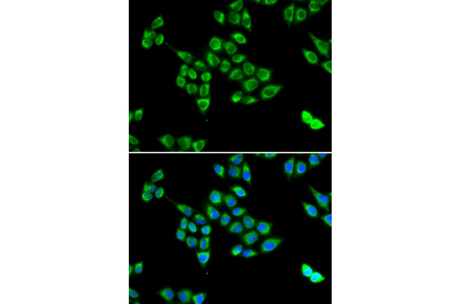 Immunofluorescence - PC antibody from Signalway Antibody (38807) - Antibodies.com