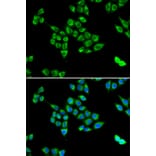 Immunofluorescence - PC antibody from Signalway Antibody (38807) - Antibodies.com