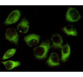Immunocytochemistry - AMPK beta 1 Monoclonal Antibody from Signalway Antibody (27201) - Antibodies.com