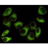 Immunocytochemistry - AMPK beta 1 Monoclonal Antibody from Signalway Antibody (27201) - Antibodies.com