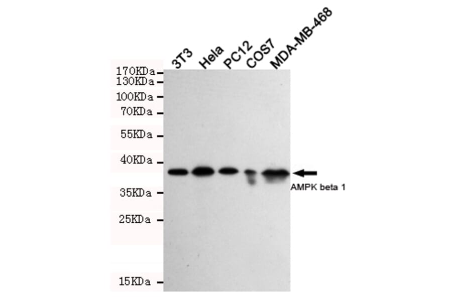 Western blot - AMPK beta 1 Monoclonal Antibody from Signalway Antibody (27201) - Antibodies.com