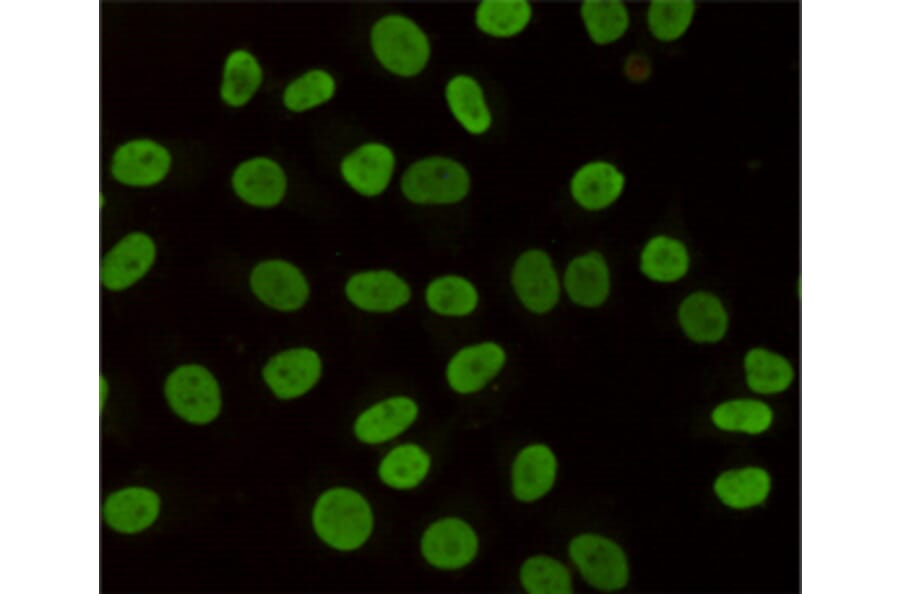 Immunocytochemistry - HP1-gamma Monoclonal Antibody from Signalway Antibody (27171) - Antibodies.com