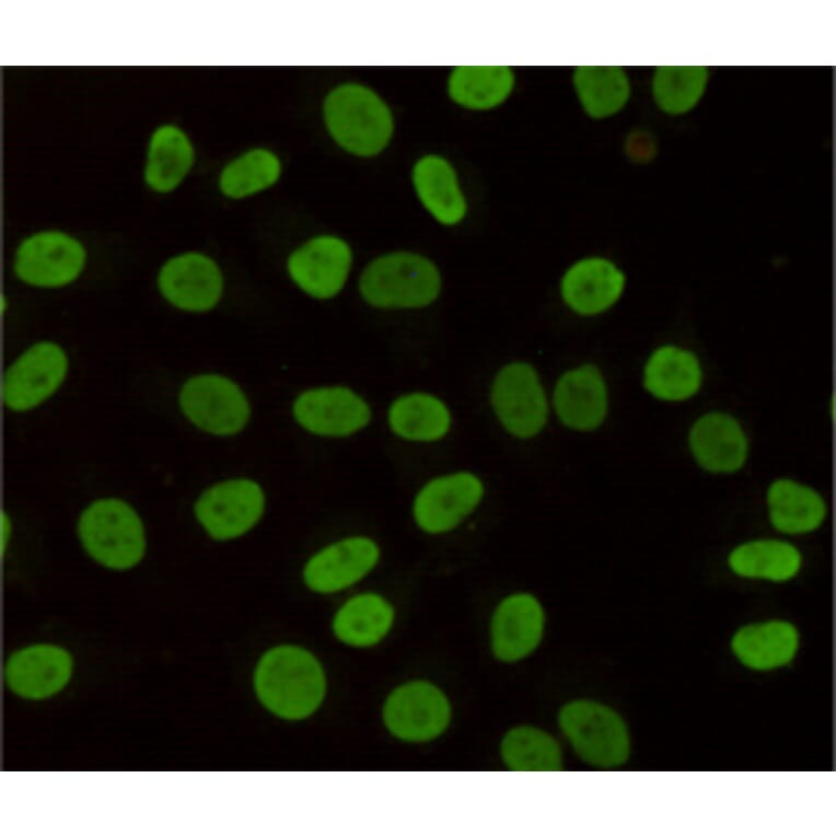 Immunocytochemistry - HP1-gamma Monoclonal Antibody from Signalway Antibody (27171) - Antibodies.com