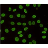 Immunocytochemistry - HP1-gamma Monoclonal Antibody from Signalway Antibody (27171) - Antibodies.com
