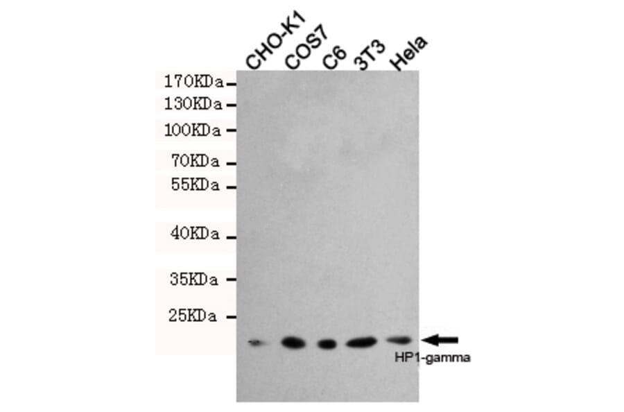 Western blot - HP1-gamma Monoclonal Antibody from Signalway Antibody (27171) - Antibodies.com