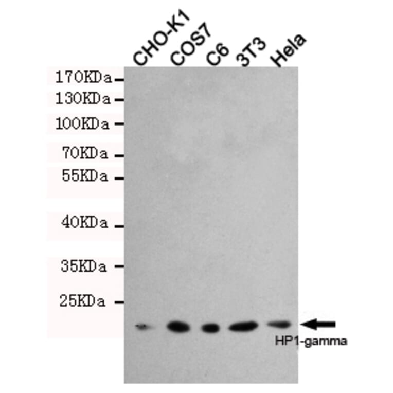 Western blot - HP1-gamma Monoclonal Antibody from Signalway Antibody (27171) - Antibodies.com