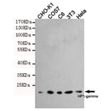 Western blot - HP1-gamma Monoclonal Antibody from Signalway Antibody (27171) - Antibodies.com