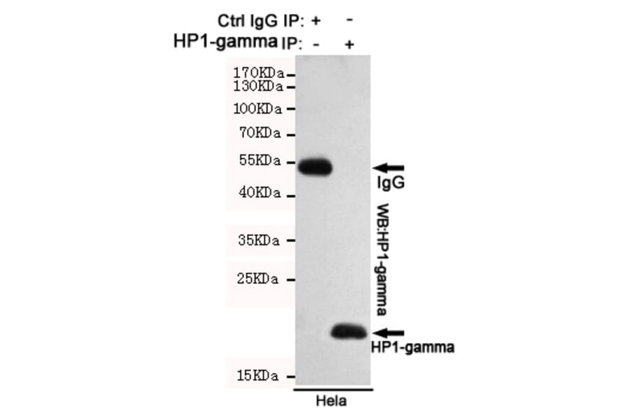 Immunoprecipitation - HP1-gamma Monoclonal Antibody from Signalway Antibody (27171) - Antibodies.com