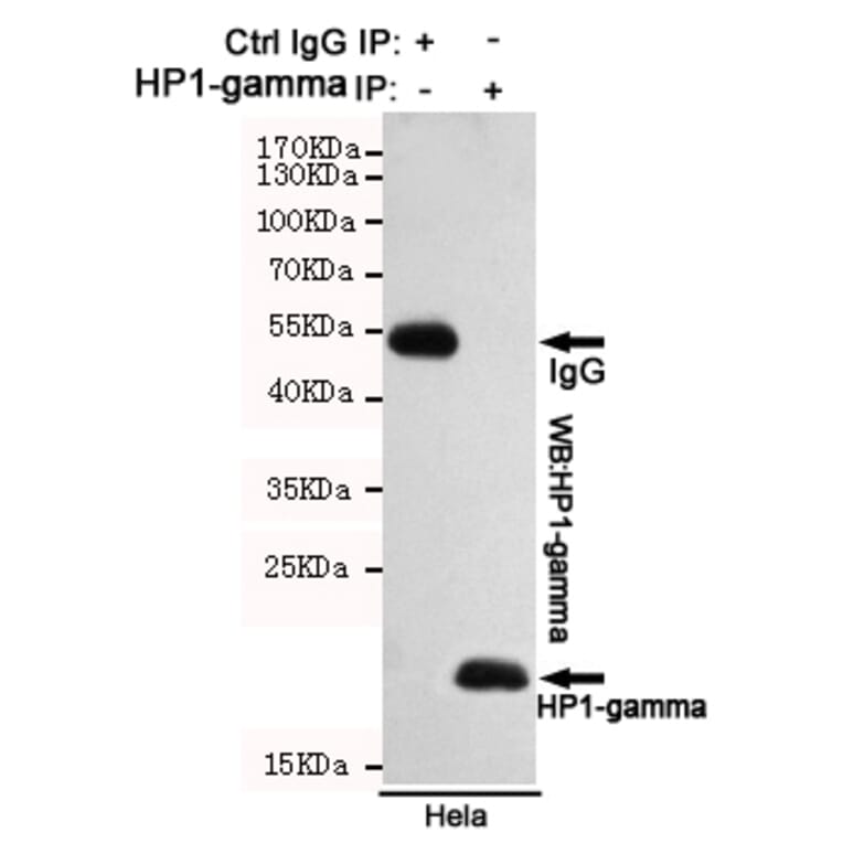 Immunoprecipitation - HP1-gamma Monoclonal Antibody from Signalway Antibody (27171) - Antibodies.com