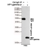 Immunoprecipitation - HP1-gamma Monoclonal Antibody from Signalway Antibody (27171) - Antibodies.com